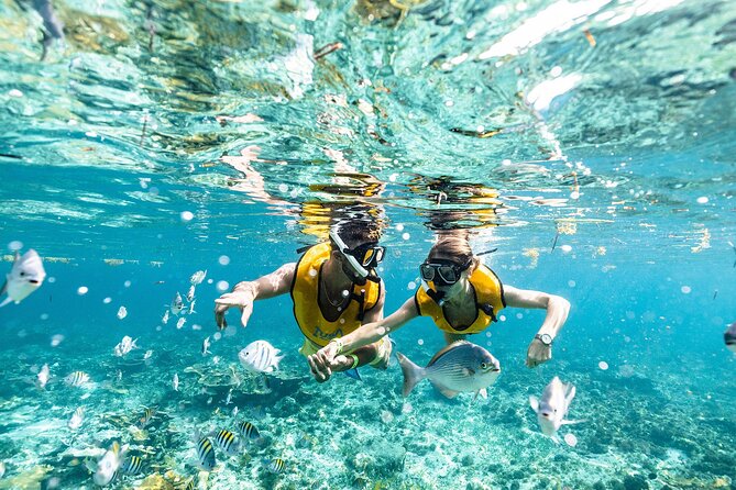 With Turtles, Shipwreck, Cenote, and Reef and Transport Included - From your hotel lobby to the marina