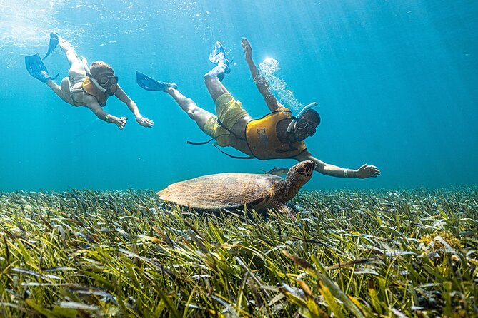 With Turtles, Shipwreck, Cenote, and Reef and Transport Included - Shipwrecks, statues, and a different view of Cancun