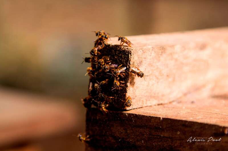 Xkopek, Mayan Bees Tour and Honey Tasting in Valladolid - Key points at a glance
