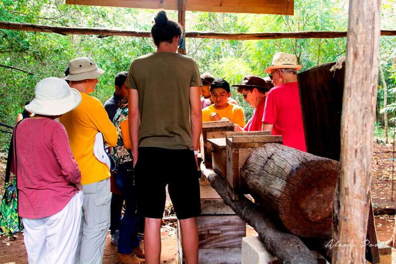 Xkopek, Mayan Bees Tour and Honey Tasting in Valladolid - Descending into a cenote with stingless bees