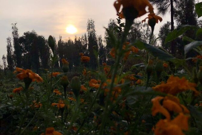 Xochimilco Sunrise from Mexico - Brunch by Don Francisco finishes the morning