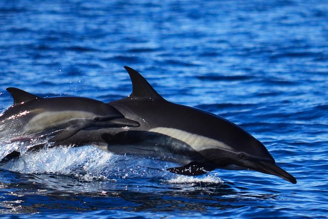 ZODIAC Whale Watch Tour | Cabo San Lucas | Biologist | FREE Pics - Learning from guides such as Oscar and Josephine