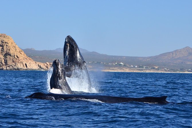 ZODIAC Whale Watch Tour | Cabo San Lucas | Biologist | FREE Pics - Hearing the whales through a hydrophone