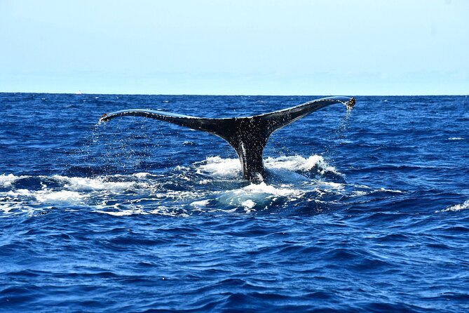 ZODIAC Whale Watch Tour | Cabo San Lucas | Biologist | FREE Pics - Is $109 a fair price?