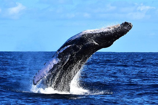 ZODIAC Whale Watch Tour | Cabo San Lucas | Biologist | FREE Pics - What the zodiac ride feels like
