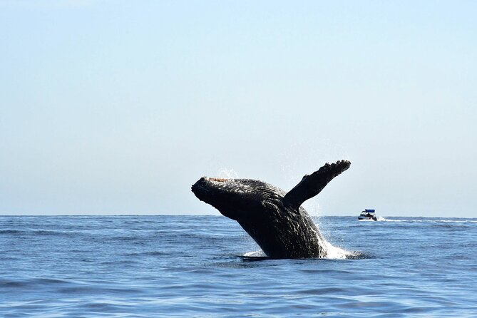 ZODIAC Whale Watch Tour | Cabo San Lucas | Biologist | FREE Pics - Searching for humpback whales in a small boat